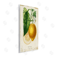Studio W | Vintage French Lemon Blossom