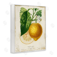 Studio W | Vintage French Lemon Blossom