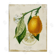 Studio W | Vintage French Lemon Branch