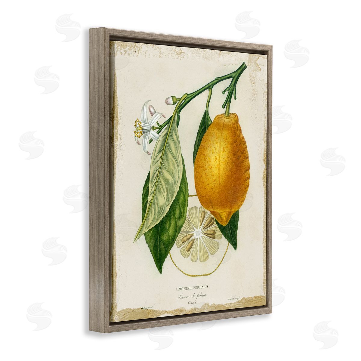 Vintage French Lemon Branch Brown Floating Frame Canvas Wall Art, Home Decor by Studio W