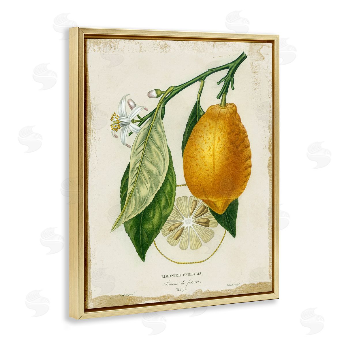 Vintage French Lemon Branch Gold Floating Frame Canvas Wall Art, Home Decor by Studio W