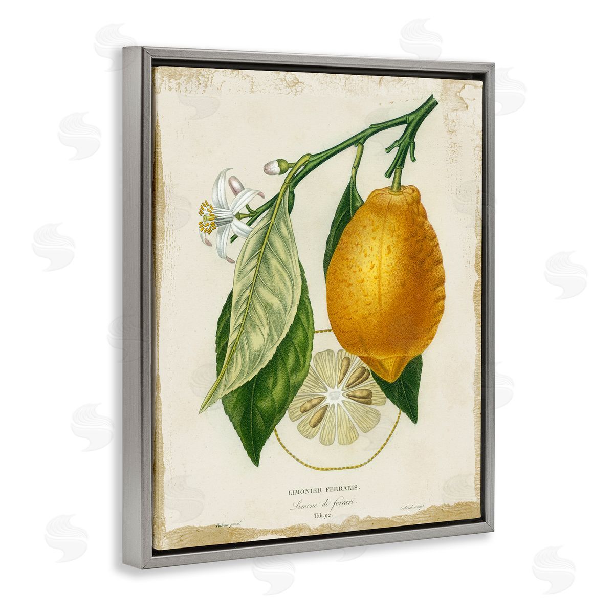 Vintage French Lemon Branch Grey Floating Frame Canvas Wall Art, Home Decor by Studio W