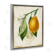 Studio W | Vintage French Lemon Branch
