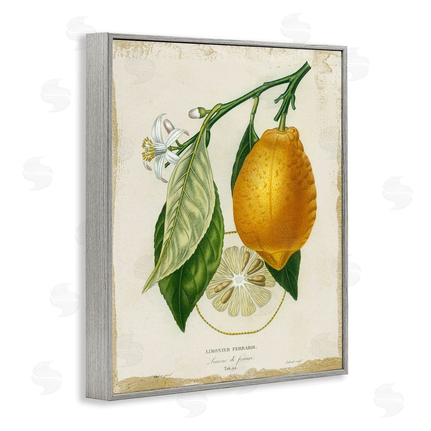 Studio W | Vintage French Lemon Branch