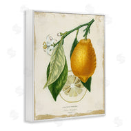Studio W | Vintage French Lemon Branch
