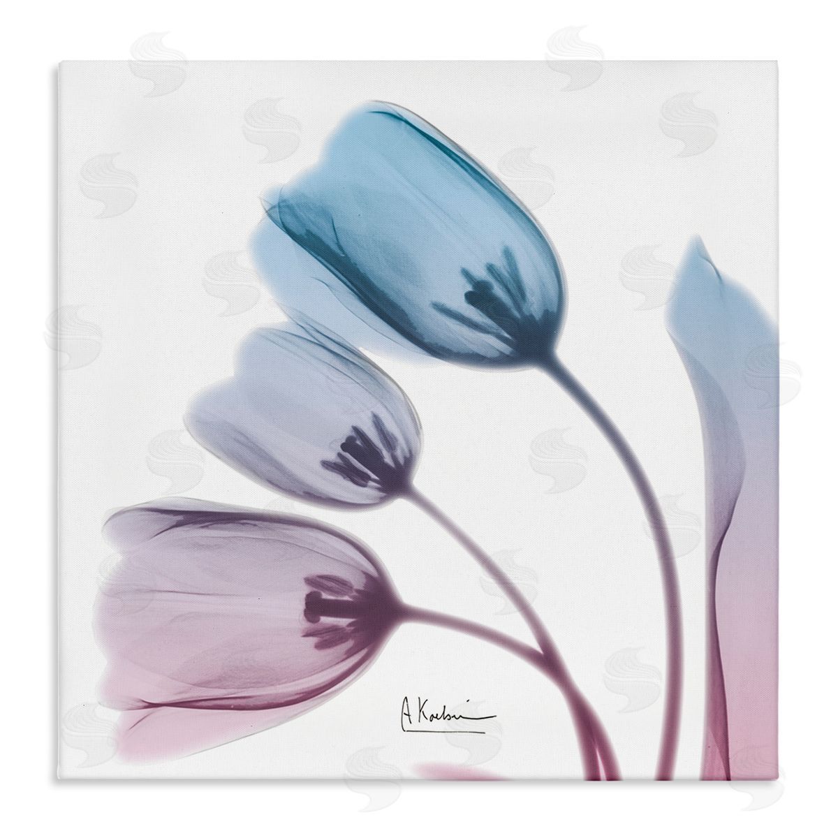 Albert Koetsier Opaque Tulip Blue Pink Photograph Canvas Wall Art