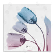 Albert Koetsier | Opaque Tulip Blue Pink Photograph