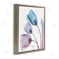 Albert Koetsier | Opaque Tulip Blue Pink Photograph