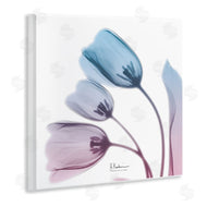 Albert Koetsier | Opaque Tulip Blue Pink Photograph