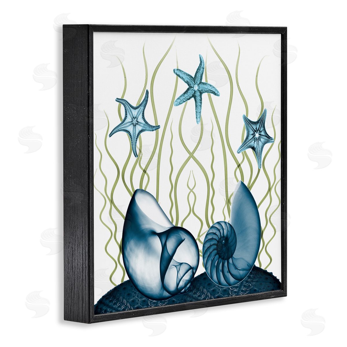 Albert Koetsier Shells and Starfish Modern Sea Design Black Framed Giclee Wall Art