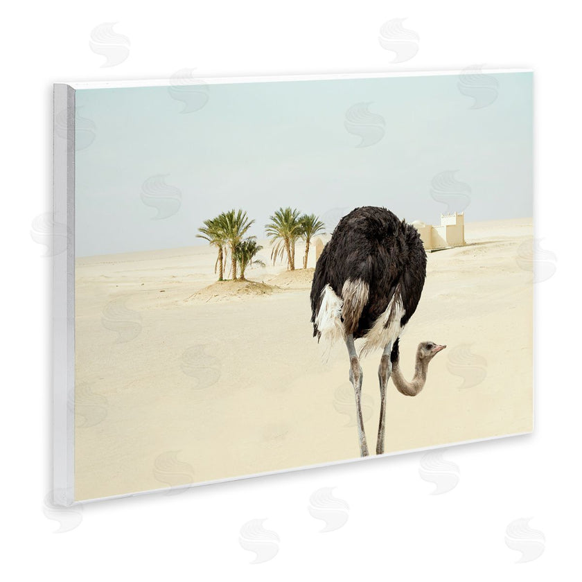 Ziwei Li | Desert Ostrich Sand Landscape