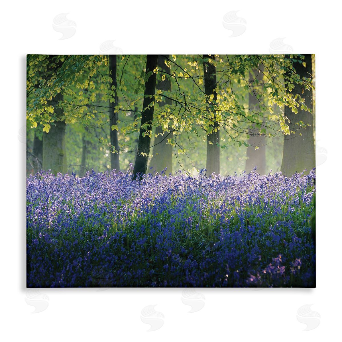 Adelino Goncalves Floral Lavender Field Morning Light  Canvas Wall Art