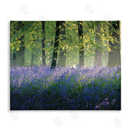 Adelino Goncalves | Floral Lavender Field Morning Light