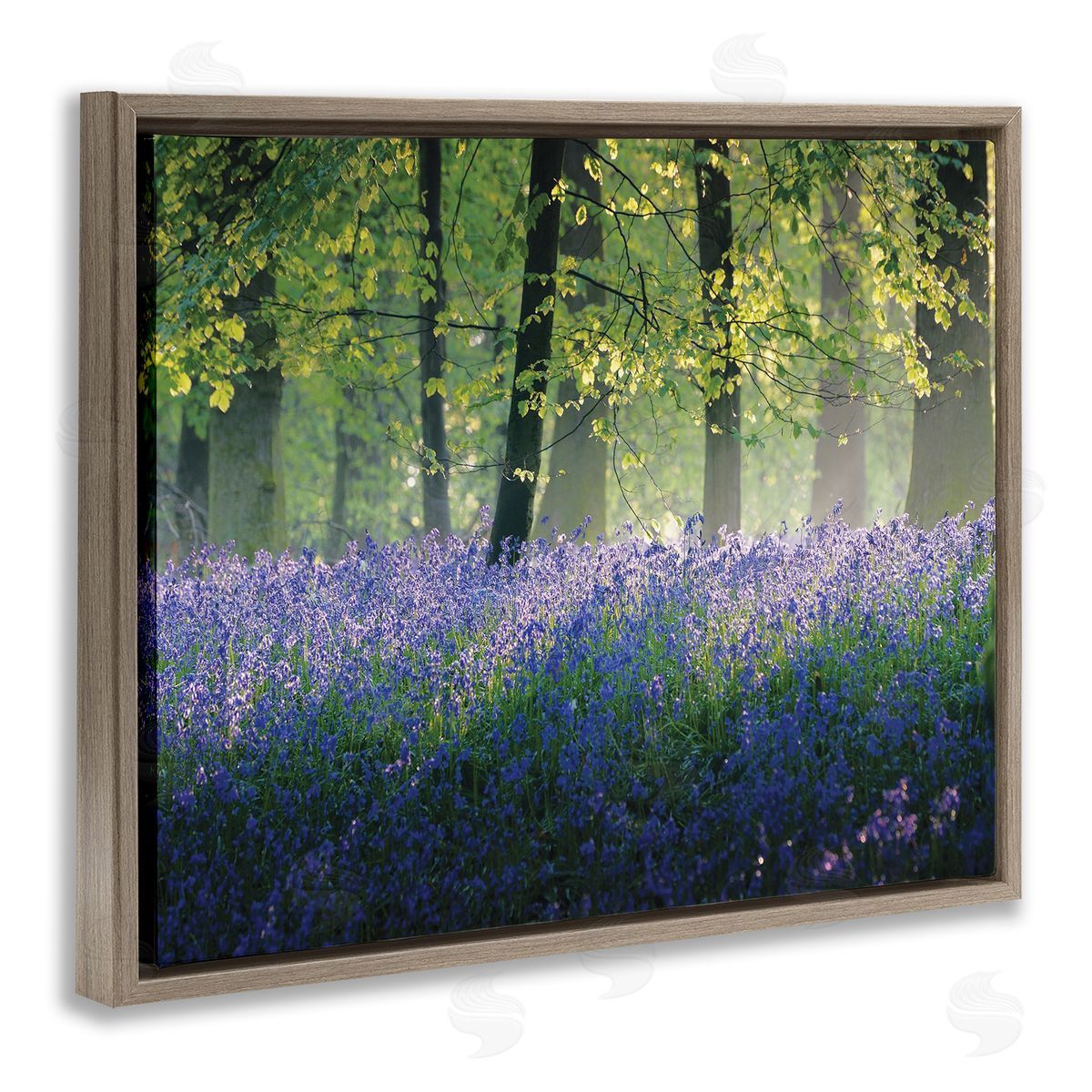 Adelino Goncalves Floral Lavender Field Morning Light  Brown Floater Frame Canvas Art