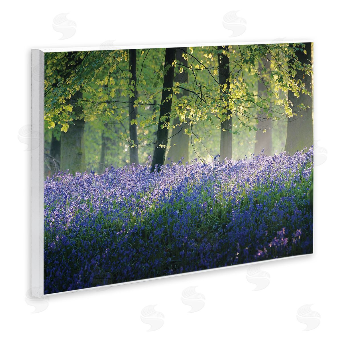 Adelino Goncalves Floral Lavender Field Morning Light  Wall Plaque Art