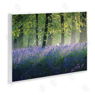 Adelino Goncalves | Floral Lavender Field Morning Light