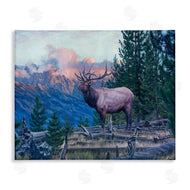 David Graham | Elk Forest Mountain Morning Animal