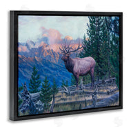 David Graham | Elk Forest Mountain Morning Animal