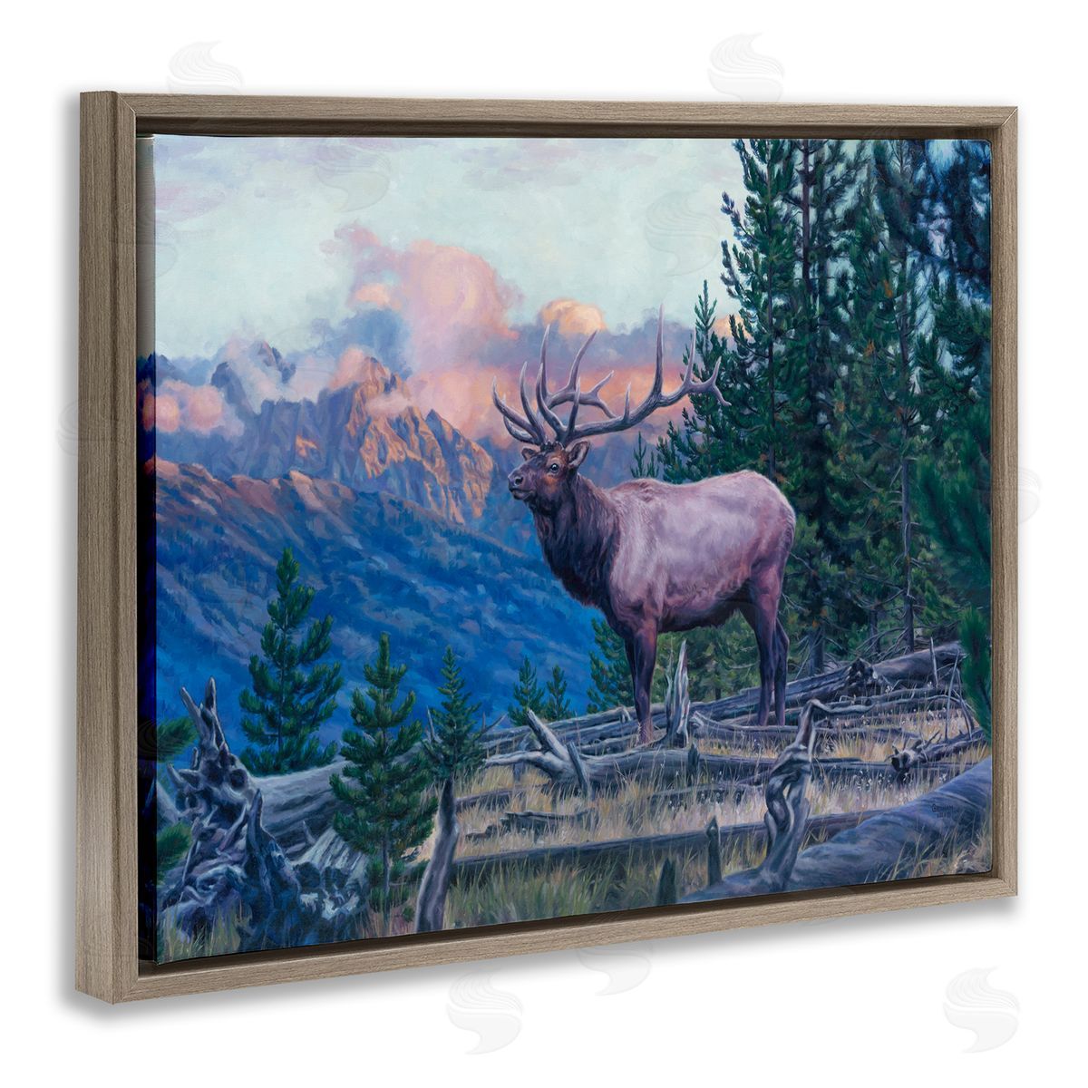 David Graham Elk Forest Mountain Morning Animal Brown Floater Frame Canvas Art