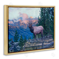 David Graham | Elk Forest Mountain Morning Animal