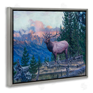 David Graham | Elk Forest Mountain Morning Animal