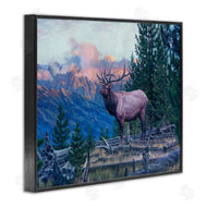 David Graham | Elk Forest Mountain Morning Animal