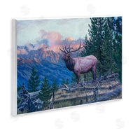 David Graham | Elk Forest Mountain Morning Animal