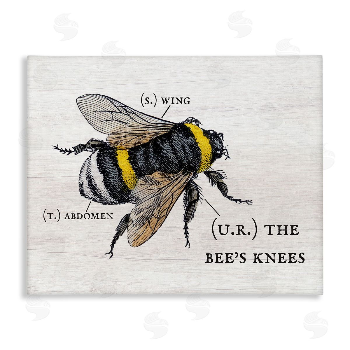 Charming Bee's Knees Anatomy Canvas Wall Art, Home Decor by Stupell Studio