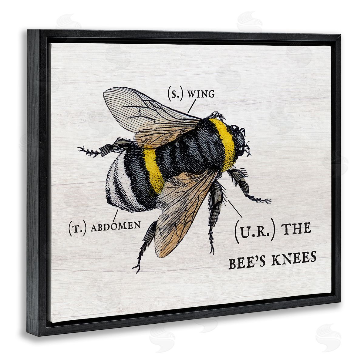 Charming Bee's Knees Anatomy Black Floating Frame Canvas Wall Art, Home Decor by Stupell Studio