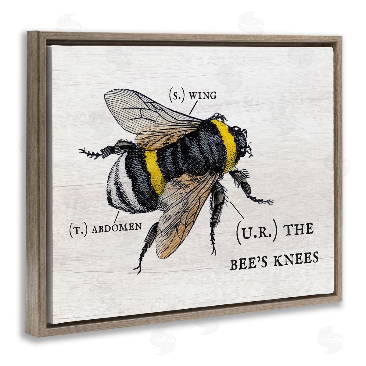 Charming Bee's Knees Anatomy Brown Floating Frame Canvas Wall Art, Home Decor by Stupell Studio