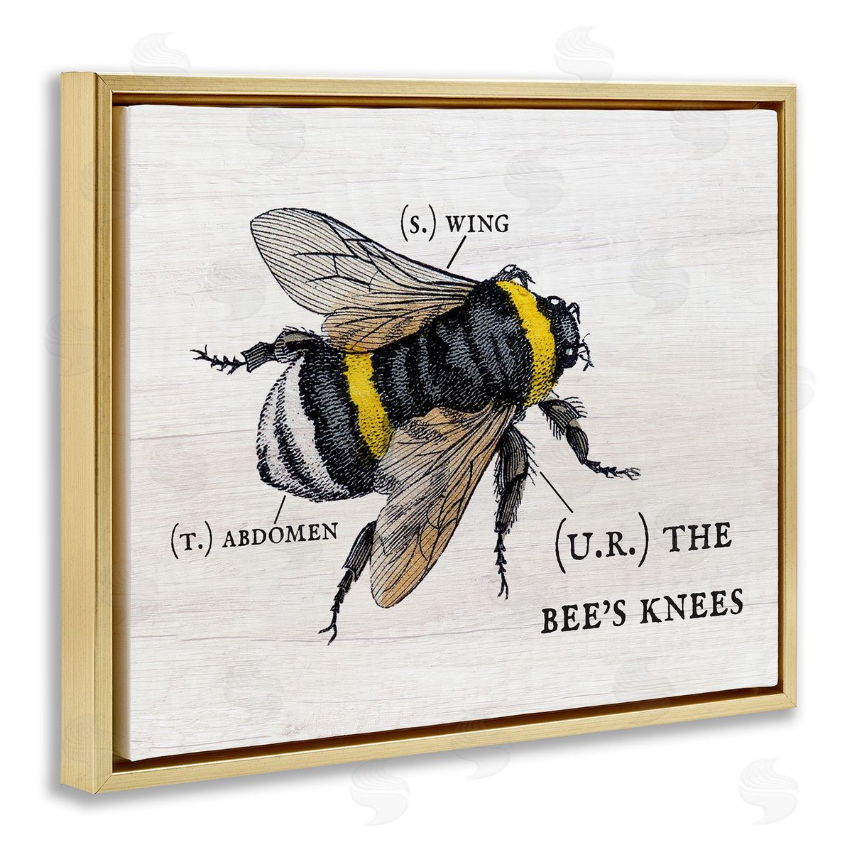 Charming Bee's Knees Anatomy Gold Floating Frame Canvas Wall Art, Home Decor by Stupell Studio