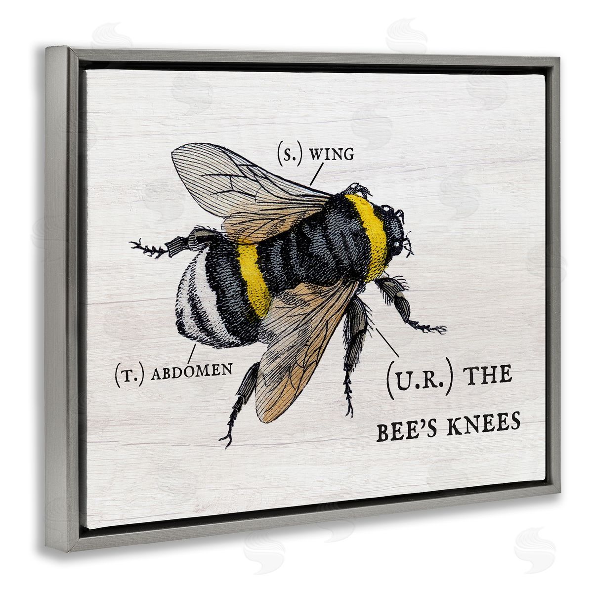 Charming Bee's Knees Anatomy Grey Floating Frame Canvas Wall Art, Home Decor by Stupell Studio