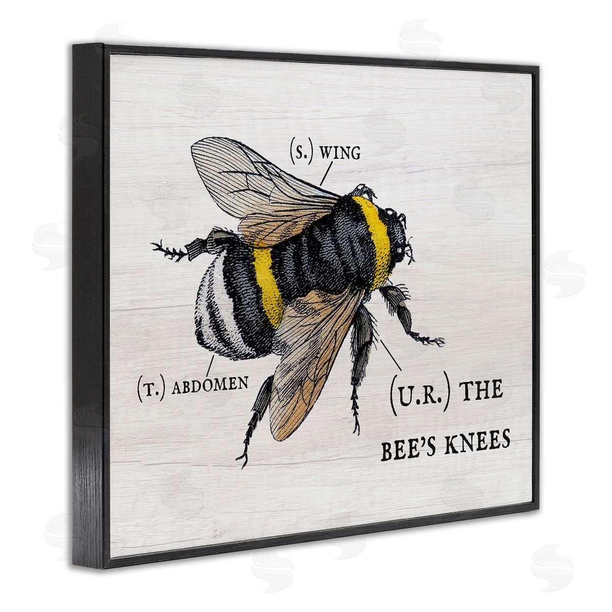 Charming Bee's Knees Anatomy Black Frame Print Wall Art, Home Decor by Stupell Studio