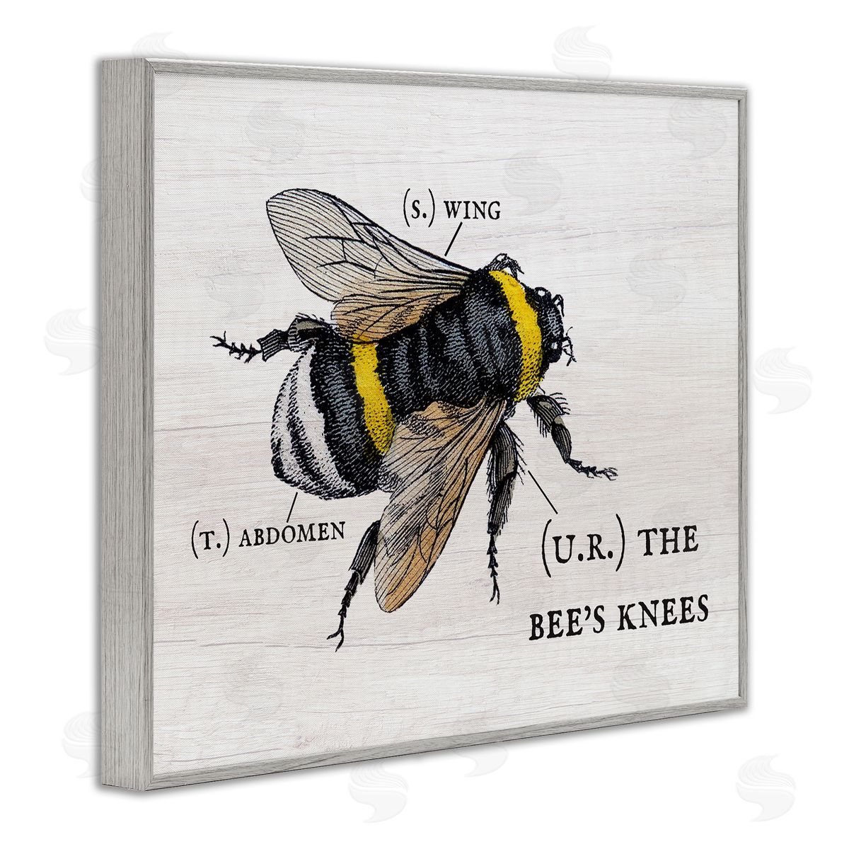 Charming Bee's Knees Anatomy Grey Frame Print Wall Art, Home Decor by Stupell Studio