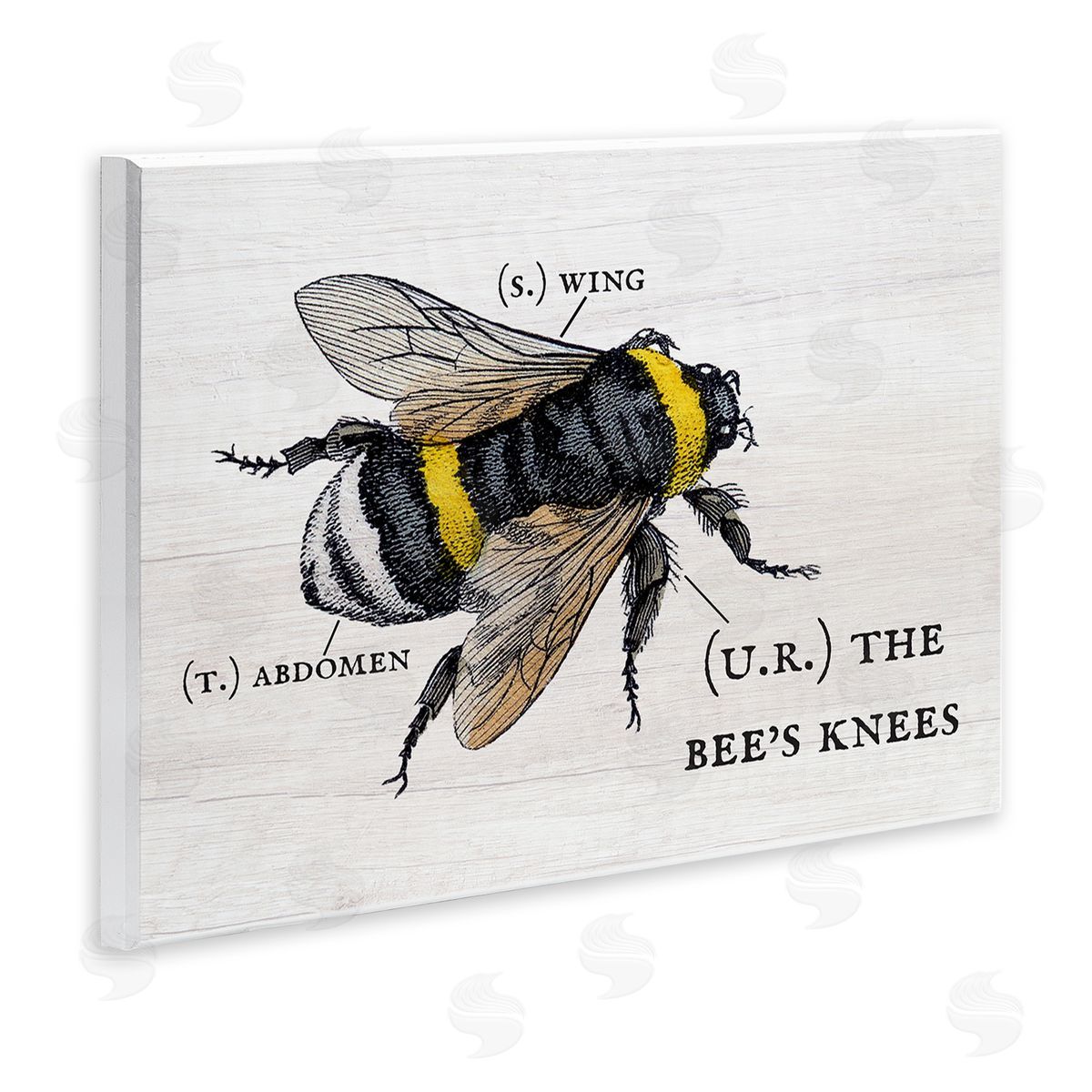 Charming Bee's Knees Anatomy Wood Plaque Wall Art, Home Decor by Stupell Studio