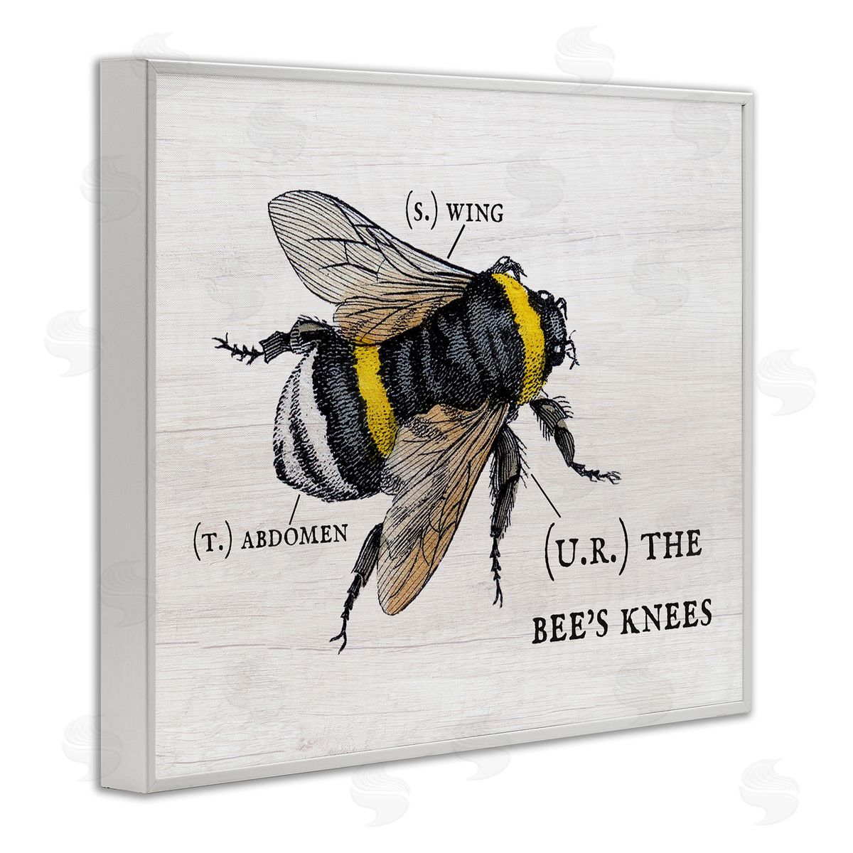 Charming Bee's Knees Anatomy White Frame Print Wall Art, Home Decor by Stupell Studio