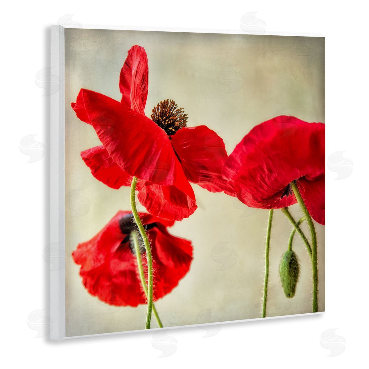 Dianne Poinski Radiant Red Poppy Floral Details Wall Plaque Art