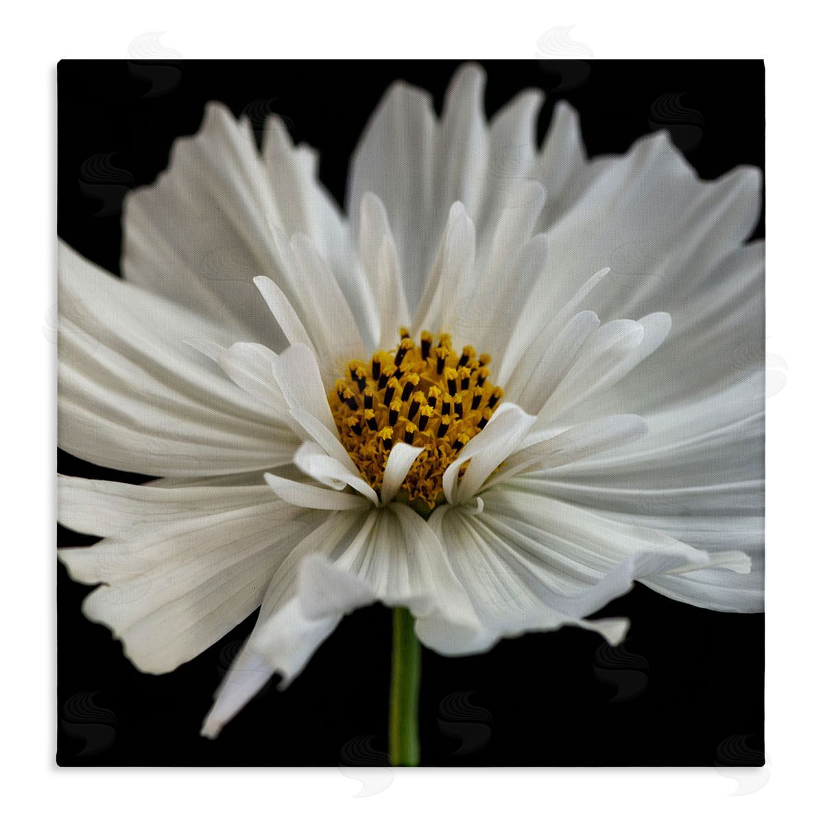 Dianne Poinski Luminous White Daisy Floral Details Canvas Wall Art