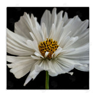 Dianne Poinski | Luminous White Daisy Floral Details