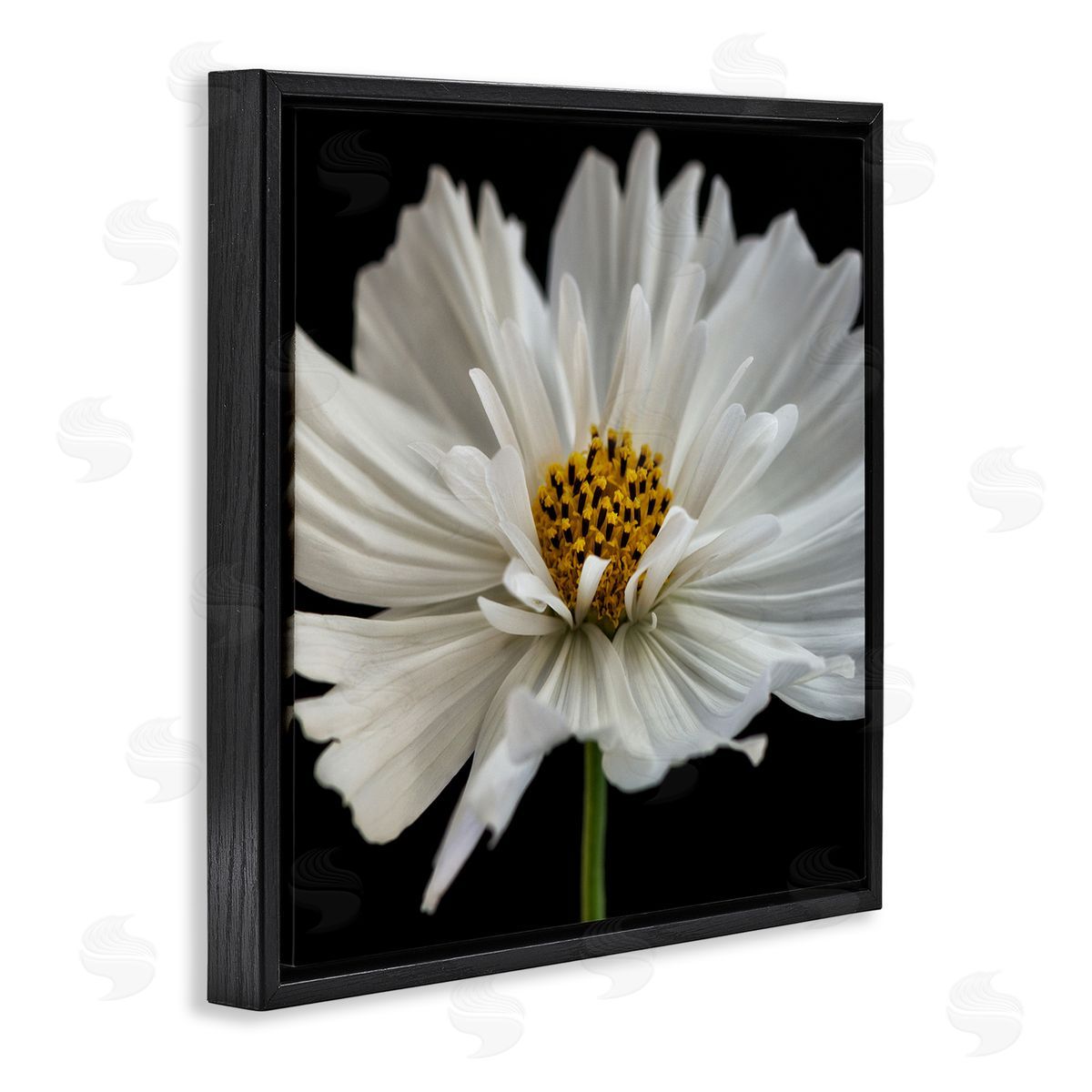 Dianne Poinski Luminous White Daisy Floral Details Black Floater Frame Canvas Art