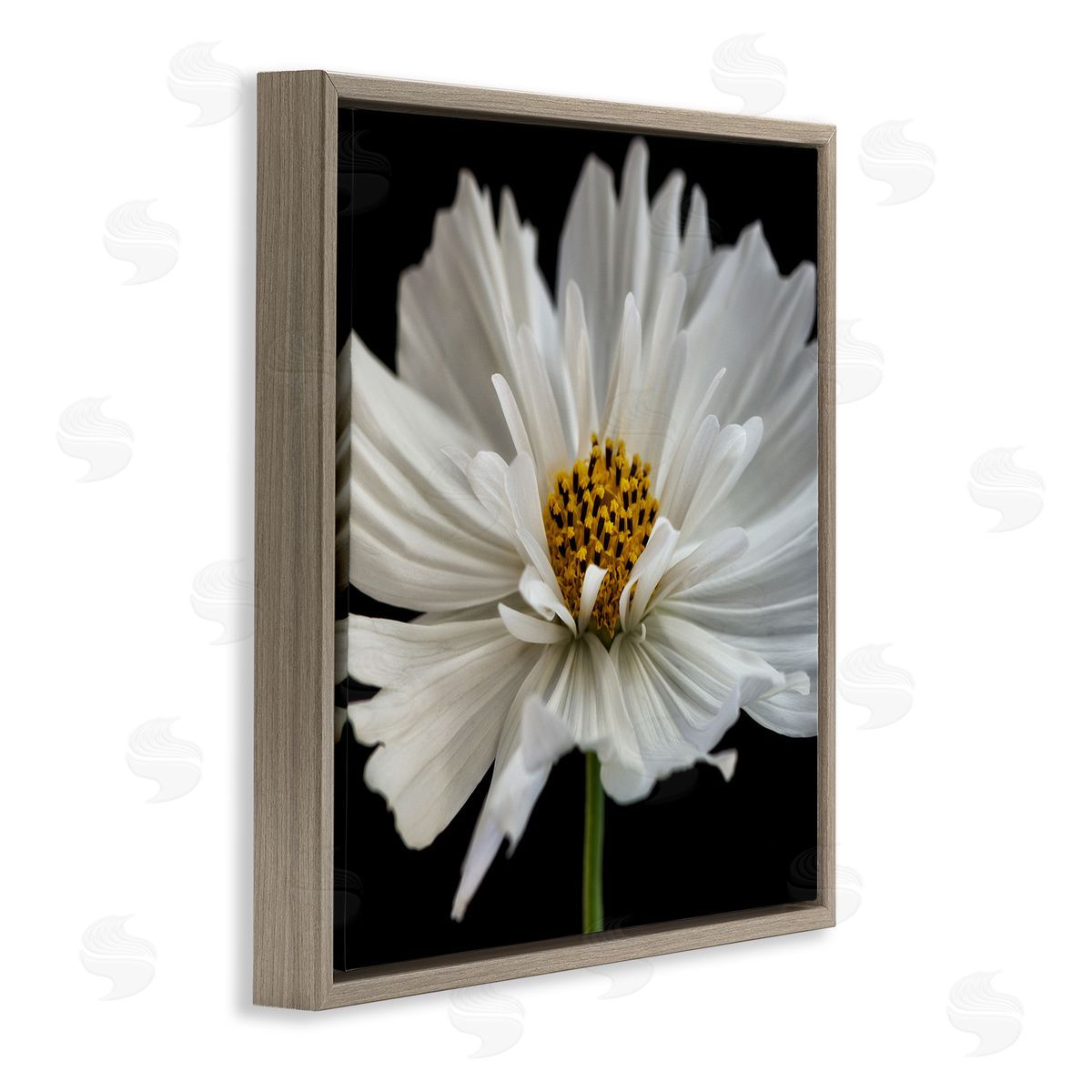 Dianne Poinski Luminous White Daisy Floral Details Brown Floater Frame Canvas Art