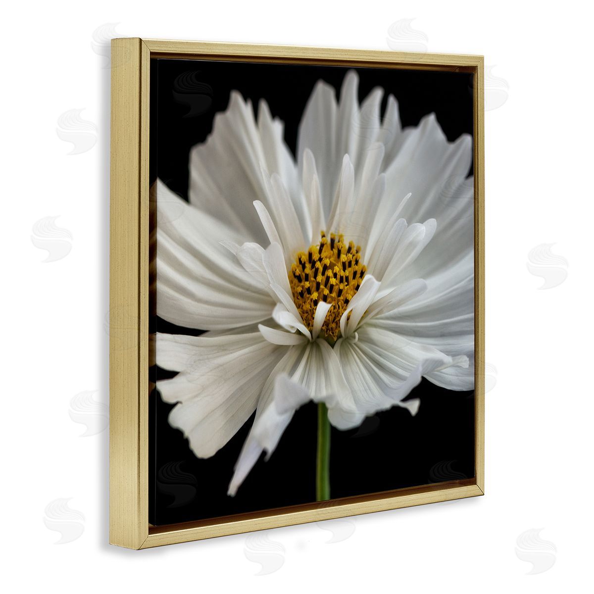 Dianne Poinski Luminous White Daisy Floral Details Gold Floater Frame Canvas Art