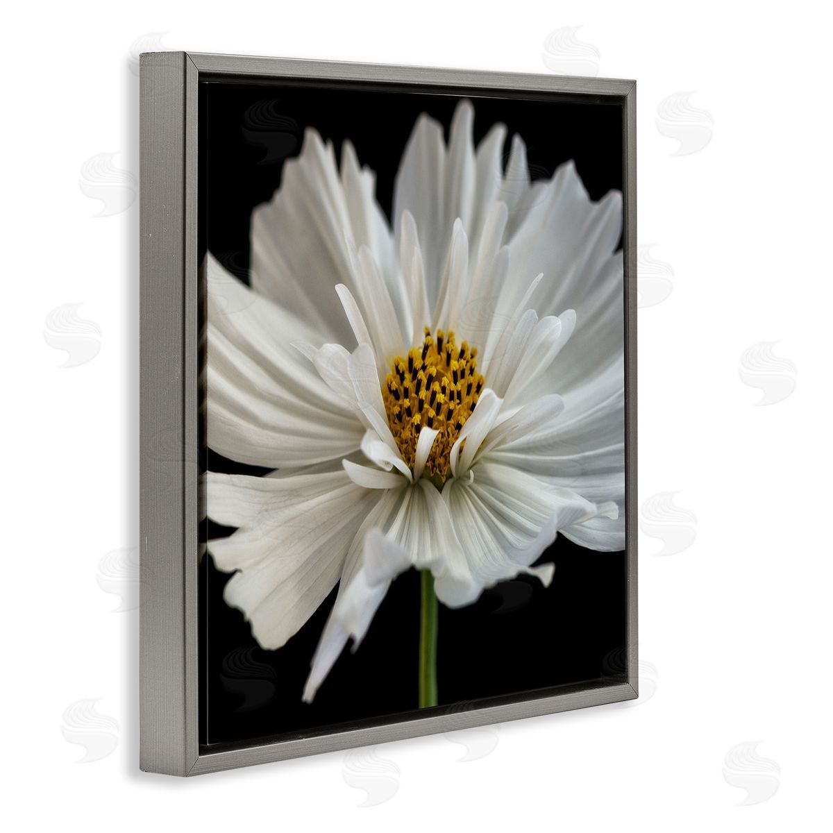Dianne Poinski Luminous White Daisy Floral Details Gray Floater Frame Canvas Art