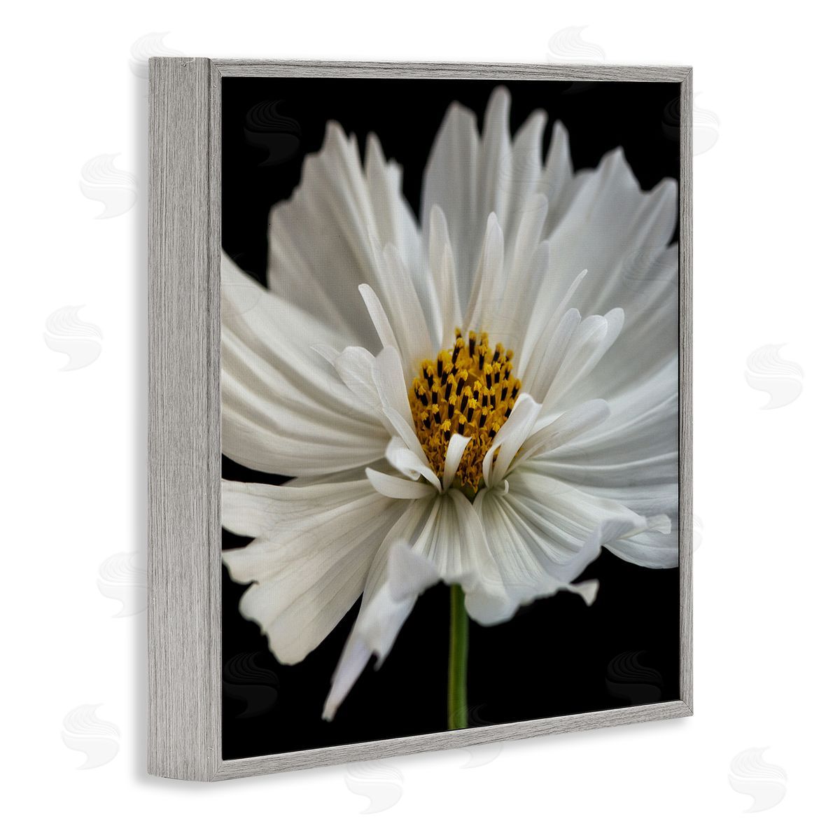 Dianne Poinski Luminous White Daisy Floral Details Gray Framed Giclee Wall Art