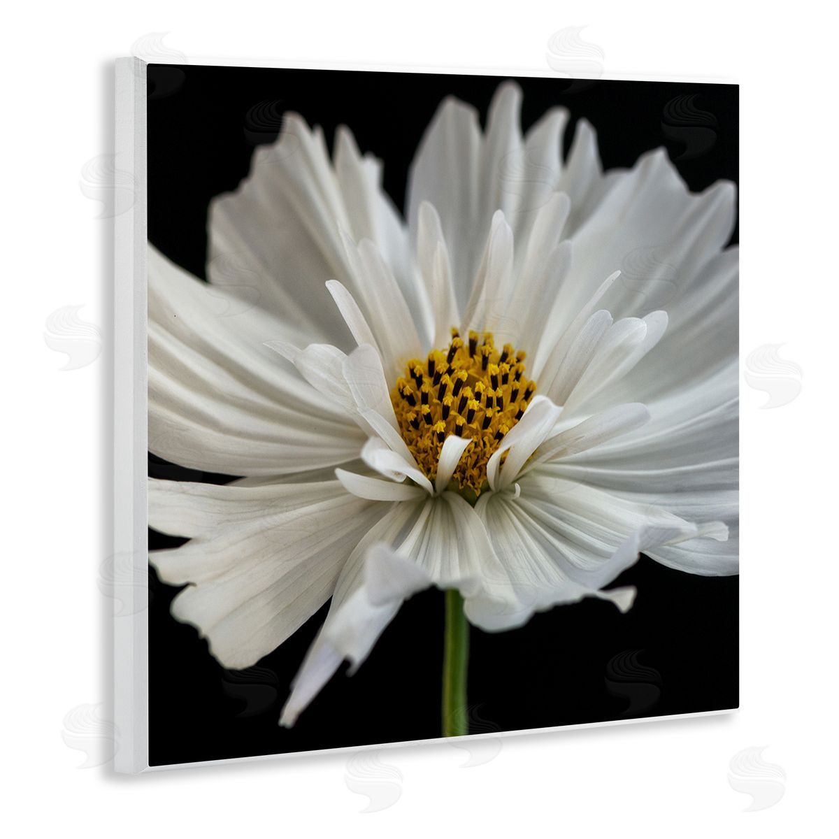 Dianne Poinski Luminous White Daisy Floral Details Wall Plaque Art
