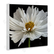 Dianne Poinski | Luminous White Daisy Floral Details