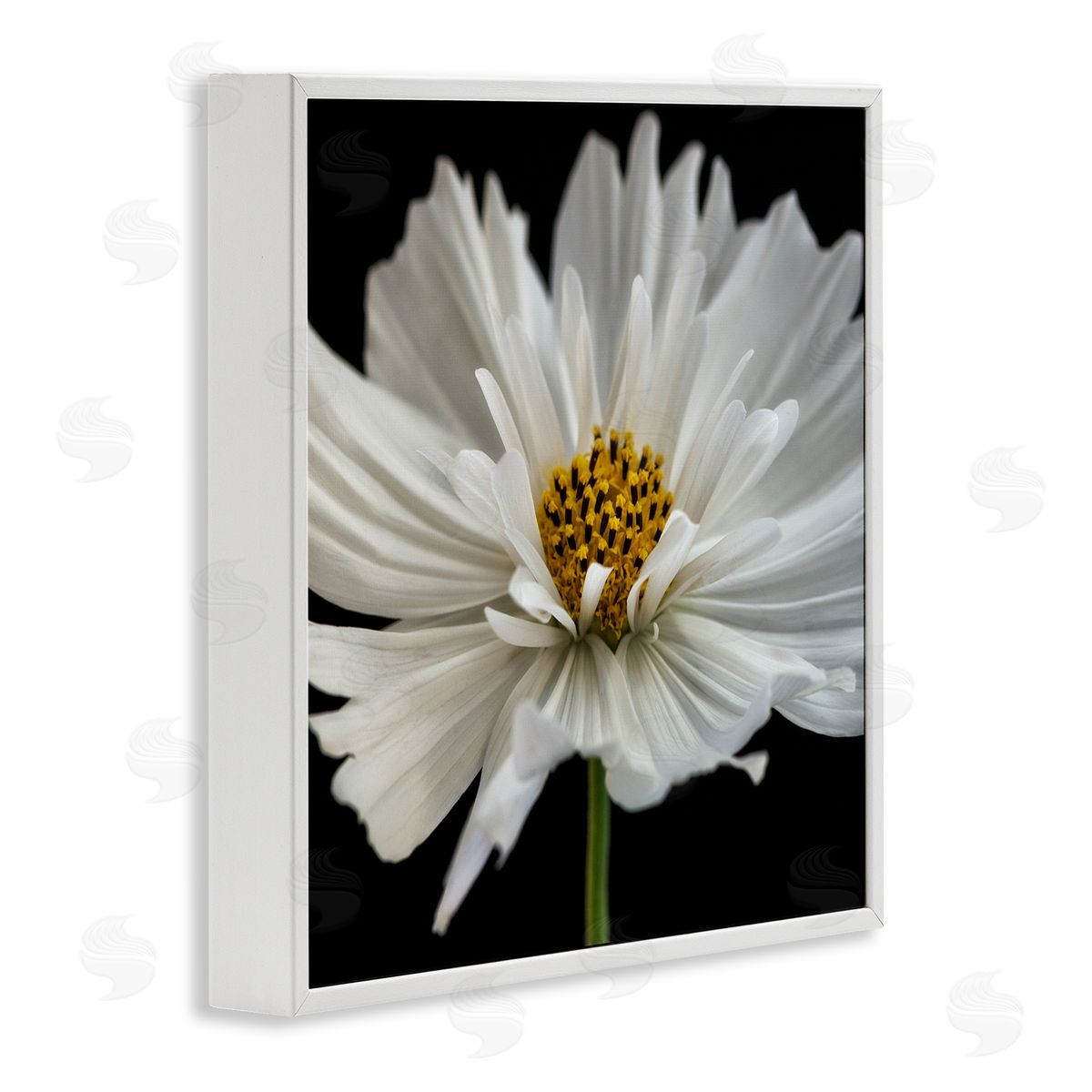 Dianne Poinski Luminous White Daisy Floral Details White Framed Giclee Wall Art