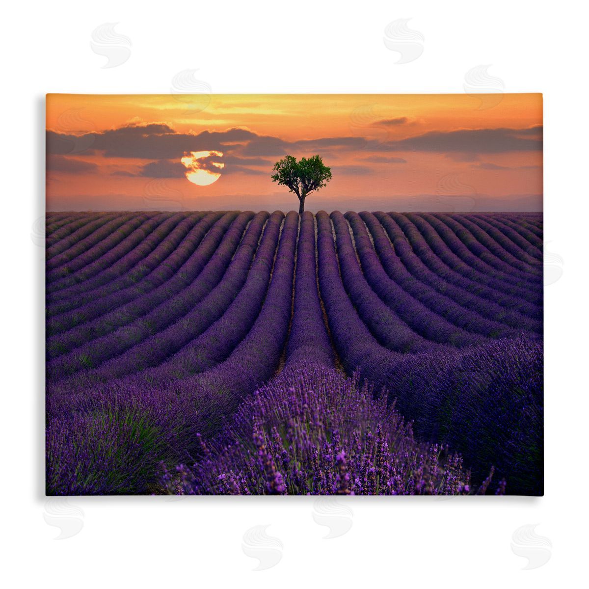 Lee Sie Lavender Flowers Warm Sunset Field Canvas Wall Art