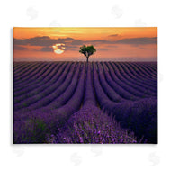 Lee Sie | Lavender Flowers Warm Sunset Field