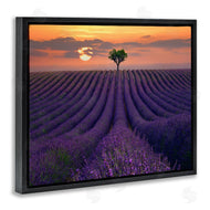 Lee Sie | Lavender Flowers Warm Sunset Field